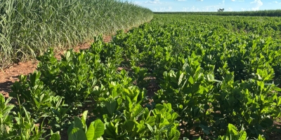 Sistema de manejo integrado com planta de cobertura reduz custos e melhora eficiência no plantio da cana-de-açúcar