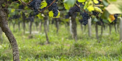 Produtores gaúchos enxergam safra da uva otimista para 2026