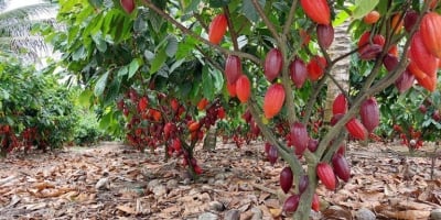 Produtores apostam em remineralização do solo para recuperar áreas degradadas e fortalecer fruticultura no interior da Bahia