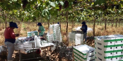 Acordo com a União Europeia gera oportunidades para conservadoras em EPS para uva de mesa, exportada principalmente pela região Nordeste do país