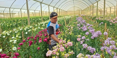 Primavera destaca a força da floricultura fluminense