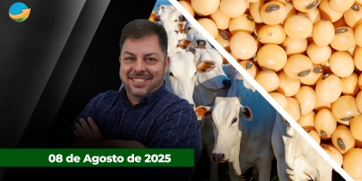 Arroba do boi gordo tem semana de alta com melhora da demanda e oferta limitada de animais; soja perde força com previsão de safra cheia nos EUA