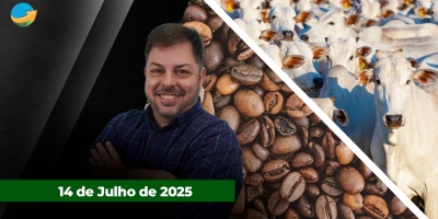 Café sobe forte nas bolsas com interrupção do fluxo de oferta após tarifaço. Boi gordo inicia a semana com arroba pressionada em SP