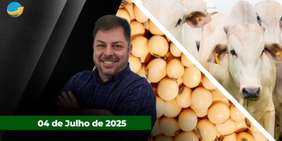 Frigoríficos fora das compras e pressão nos preços da arroba ; feriado nos EUA deixam mercado sem referência de Chicago e NY