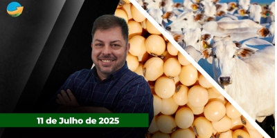 Relatório do USDA tem pouco impacto no mercado de grãos; Mercado do boi gordo trava com frigoríficos fora das compras