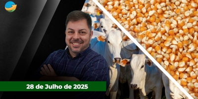 Semana começa com pressão para arroba do boi e da novilha em SP ; milho e soja encerram no vermelho em Chicago