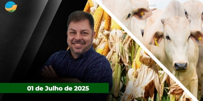 Arroba do boi inicia mês de julho sob pressão com recuos em praças do MT, GO e PA; boas condições das lavouras americanas pressionam milho em Chicago