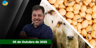 Pecuaristas encerram a semana reduzindo oferta de animais em SP; Grão , farelo e óleo de soja têm dia de queda em Chicago