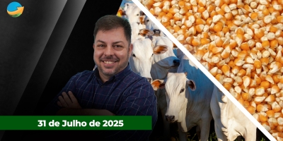 Arroba do boi reage em SP mesmo com tarifaço inviabilizando exportações aos EUA; soja da safra nova é negociada abaixo dos US$10/bushel