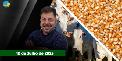 Frigoríficos interrompem compras para entender impactos do tarifaço e mercado do boi trava; milho na B3 recua com novas projeções da Conab