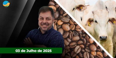 Mercado do boi gordo com negócios travados e frigoríficos fora das compras; Menores patamares de preços ainda remuneram cafeicultor