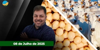 Soja pressionada em Chicago enquanto prêmios firmes no Brasil dão oportunidade de vendas; boi segue pressionado, mas cenário já começa a mudar