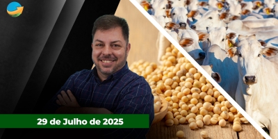 Depois de quase um mês, cotações do boi voltam a subir; com melhora das lavouras americanas milho e soja recuam em Chicago