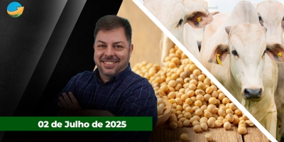 Soja dispara em Chicago com altas de mais de 20 pontos; boi gordo segue pressionado com frigoríficos a espera da demanda por carne