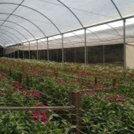 Flores perdidas Holambra floricultura Coronavírus