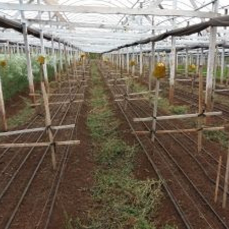 Flores perdidas Holambra floricultura Coronavírus