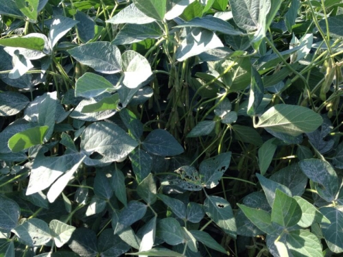 Safra EUA 2014/15 - 3