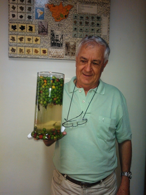 Café - Grãos Chochos