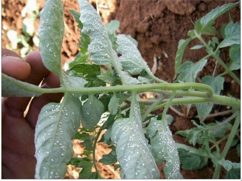 Clique aqui para ampliar!