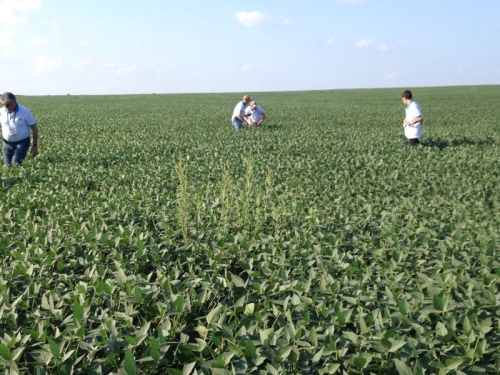 Safra EUA 2014/15 - 1