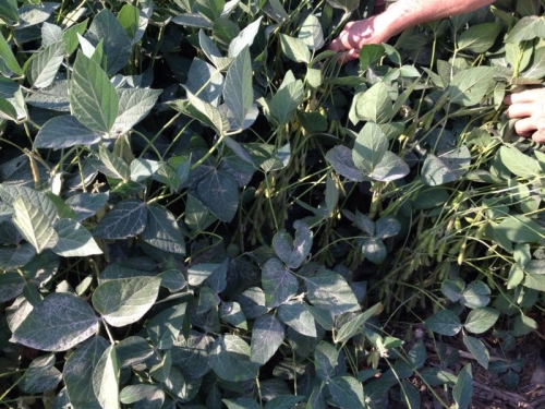 Safra EUA 2014/15 - 4