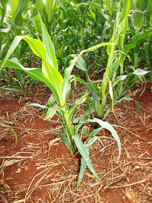 Clique aqui para ampliar!