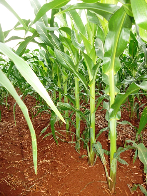 Clique aqui para ampliar!