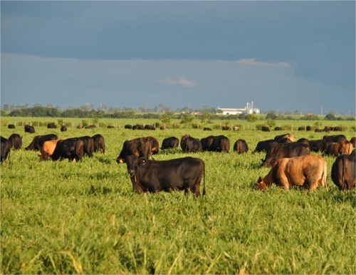 Sistema Integração Lavoura, Pecuária, Floresta