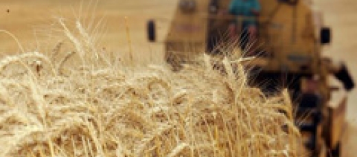 trigo colheita - Destaque 2