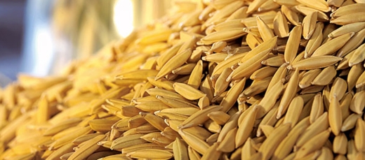 Arroz 16:9