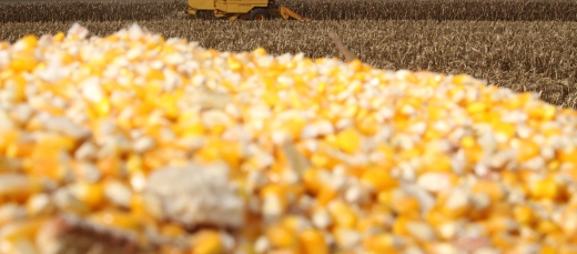 Milho Colheita Paraná