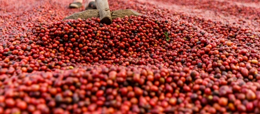 Café - Foto Envato (41)
