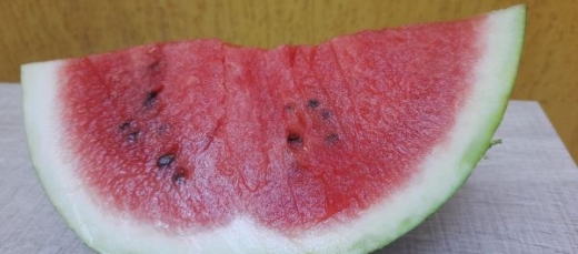 MELANCIA_-__foto_Rejane_Paludo_-_EmaterRS-AscarRED