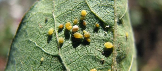 pulgão do algodoeiro