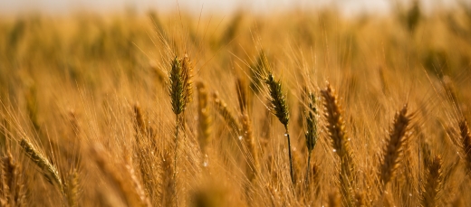Trigo Lavoura - CNA (4)
