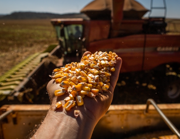 Milho Colheita - CNA (2)