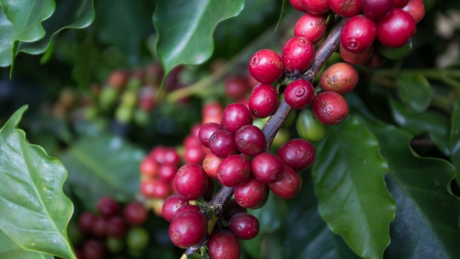 Cafe Lavoura - CNA (14)