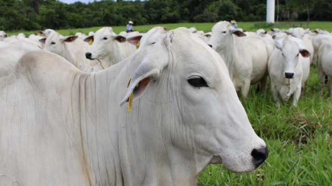 cow-nelore-farm-agro-agriculture