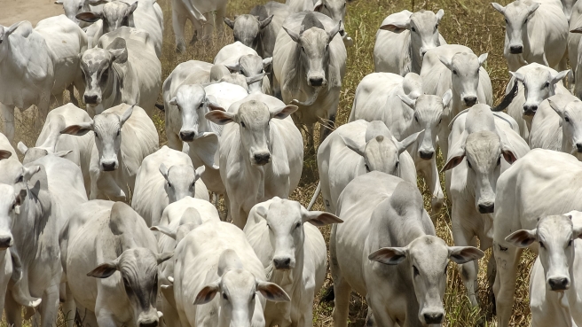 livestock-nelore-cattle-jacarau-paraiba-brazil (1)