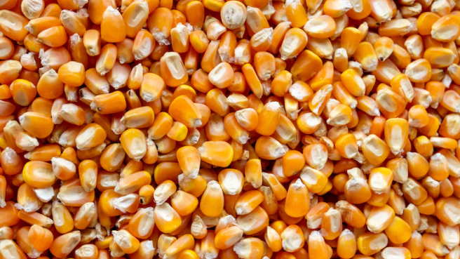 Milho Grão