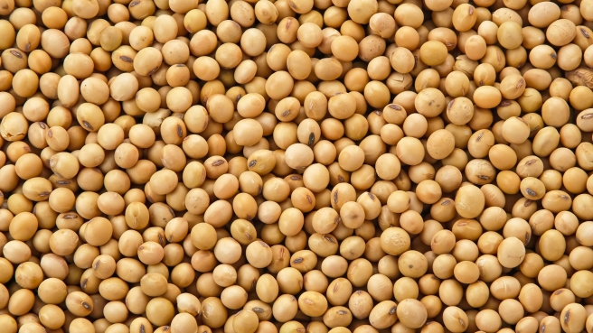 Soja Graos - ENVATO (20)