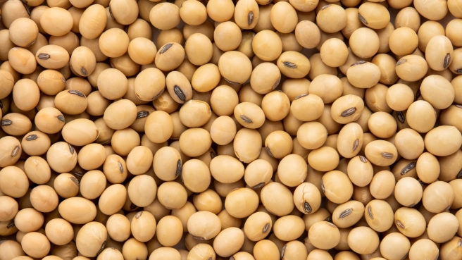 Soja Graos - ENVATO (23)