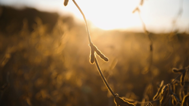 Soja Lavoura - ENVATO (5)