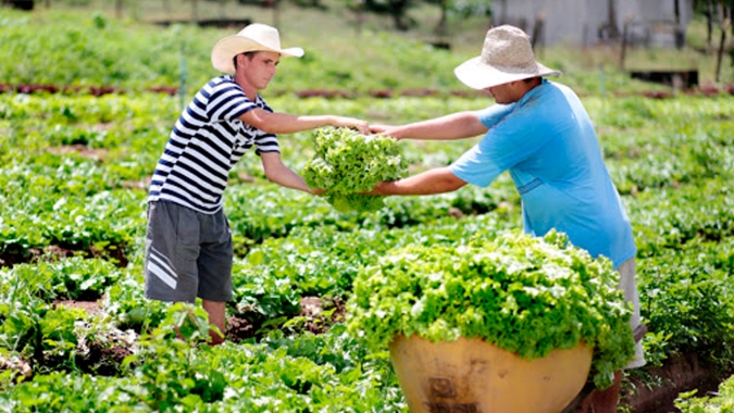 Mercado de trabalho/Cepea: Com conjuntura favorável, população ocupada no agro é a maior desde 2015