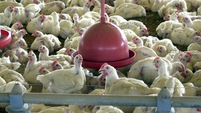 Gripe aviária: Argentina confirma segundo caso em aves comerciais