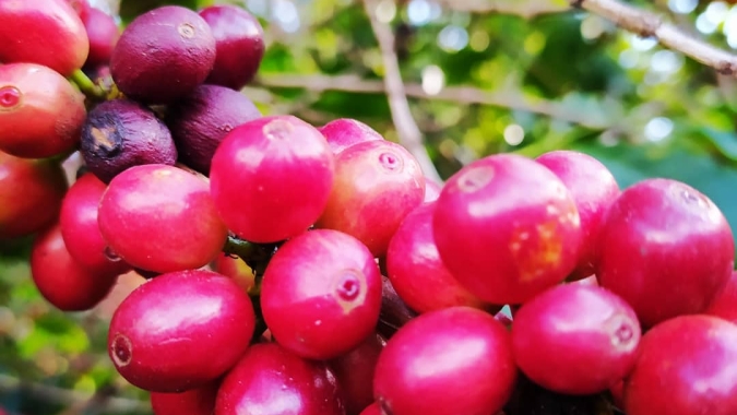 Novo tipo de café especial e inovações na cadeia produtiva são destaques da Syngenta na Semana Internacional do Café 2020