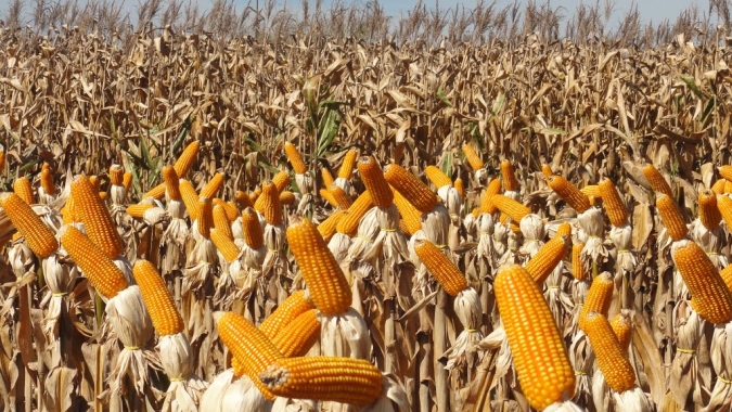 Área de milho no RS deve crescer 5% na safra 21/22 com alta de preços, diz FecoAgro