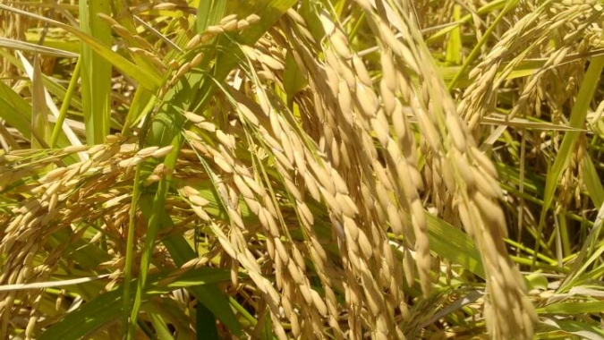 Arroz/Cepea: Preço médio do 1° quadrimestre é recorde nominal