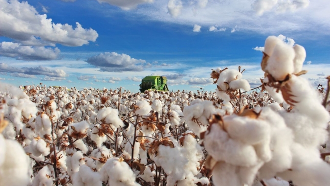 USDA: Vendas semanais de algodão dos EUA 22/23 totalizam 281,30 mil fardos