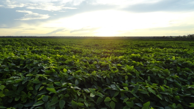 Aprosoja Mato Grosso estima crescimento de 3% de área de soja para a safra 22/23